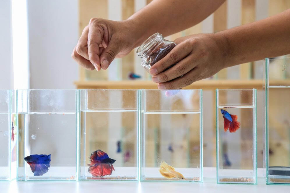 Decrease pH in Aquarium